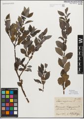 Foto von Salix myrsinifolia Salisb.